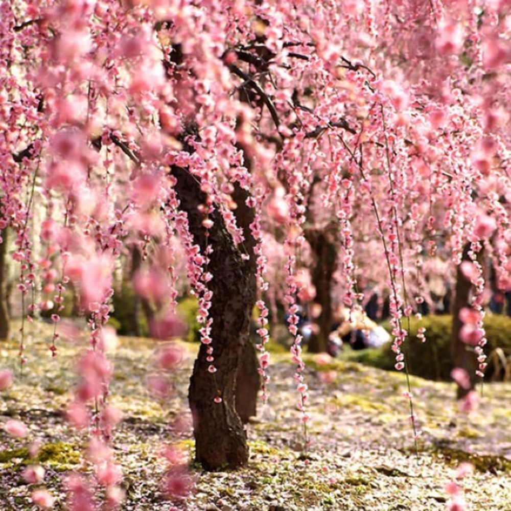 Meet your Posher, Elif